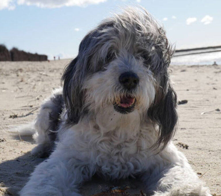 Hund am Hundestrand von Cuxhaven, Urlaub in Cuxhaven mit Hund